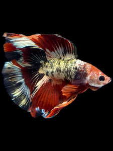 Male Fullmoon - Fancy Copper #1802 - Live Betta Fish