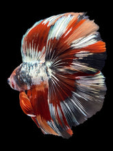 Load image into Gallery viewer, Male Fullmoon - Fancy Copper #1802 - Live Betta Fish
