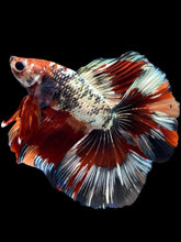 Load image into Gallery viewer, Male Fullmoon - Fancy Copper #1802 - Live Betta Fish
