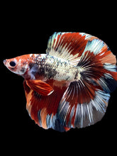 Load image into Gallery viewer, Male Fullmoon - Fancy Copper #1802 - Live Betta Fish
