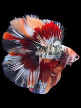 Load image into Gallery viewer, Male Fullmoon - Fancy Copper #1802 - Live Betta Fish
