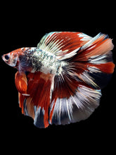 Load image into Gallery viewer, Male Fullmoon - Fancy Copper #1802 - Live Betta Fish
