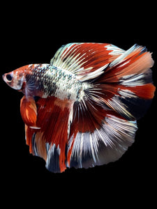 Male Fullmoon - Fancy Copper #1802 - Live Betta Fish