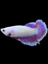 Load image into Gallery viewer, TOP GRADE Female Rosetail - Purple #1803 - Live Betta Fish
