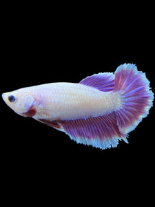 TOP GRADE Female Rosetail - Purple #1803 - Live Betta Fish