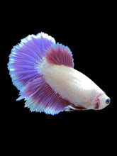 Load image into Gallery viewer, TOP GRADE Female Rosetail - Purple #1803 - Live Betta Fish
