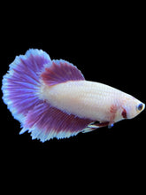 Load image into Gallery viewer, TOP GRADE Female Rosetail - Purple #1803 - Live Betta Fish
