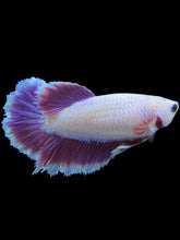 Load image into Gallery viewer, TOP GRADE Female Rosetail - Purple #1803 - Live Betta Fish
