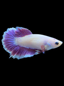 TOP GRADE Female Rosetail - Purple #1803 - Live Betta Fish