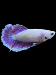 TOP GRADE Female Rosetail - Purple #1803 - Live Betta Fish
