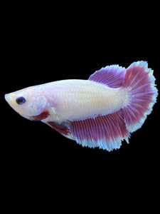TOP GRADE Female Rosetail - Purple #1803 - Live Betta Fish