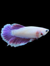 Load image into Gallery viewer, TOP GRADE Female Rosetail - Purple #1803 - Live Betta Fish
