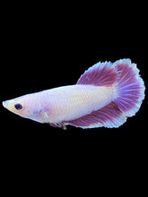 Load image into Gallery viewer, TOP GRADE Female Rosetail - Purple #1803 - Live Betta Fish
