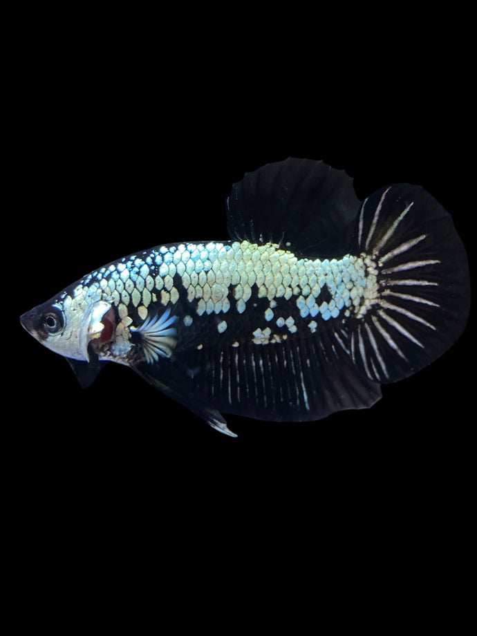 Male Halfmoon Plakat - Black Samurai #1804 - Live Betta Fish
