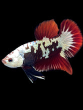 Load image into Gallery viewer, Male Halfmoon Plakat - Red Samurai #1804 - Live Betta Fish
