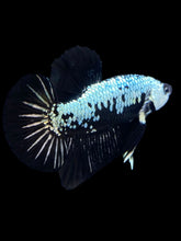 Load image into Gallery viewer, Male Halfmoon Plakat - Black Samurai #1804 - Live Betta Fish
