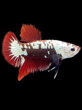 Load image into Gallery viewer, Male Halfmoon Plakat - Red Samurai #1804 - Live Betta Fish

