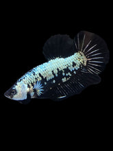 Load image into Gallery viewer, Male Halfmoon Plakat - Black Samurai #1804 - Live Betta Fish

