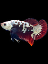 Load image into Gallery viewer, Male Halfmoon Plakat - Red Samurai #1804 - Live Betta Fish
