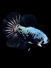 Load image into Gallery viewer, Male Halfmoon Plakat - Black Samurai #1804 - Live Betta Fish
