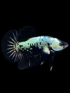 Male Halfmoon Plakat - Black Samurai #1804 - Live Betta Fish