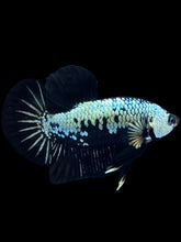 Load image into Gallery viewer, Male Halfmoon Plakat - Black Samurai #1804 - Live Betta Fish
