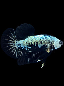 Male Halfmoon Plakat - Black Samurai #1804 - Live Betta Fish