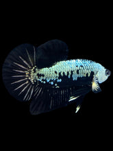 Load image into Gallery viewer, Male Halfmoon Plakat - Black Samurai #1804 - Live Betta Fish
