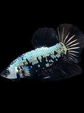 Load image into Gallery viewer, Male Halfmoon Plakat - Black Samurai #1804 - Live Betta Fish
