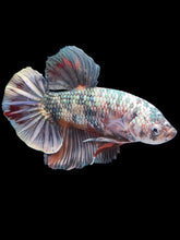 Load image into Gallery viewer, GIANT Male Halfmoon Plakat - Candy Copper #1805 - Live Betta Fish
