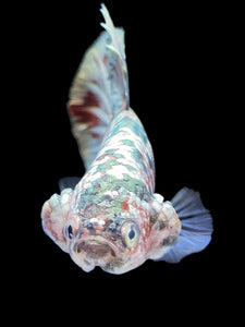 GIANT Male Halfmoon Plakat - Candy Copper #1805 - Live Betta Fish
