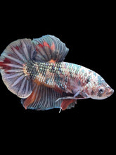 Load image into Gallery viewer, GIANT Male Halfmoon Plakat - Candy Copper #1805 - Live Betta Fish
