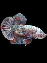 Load image into Gallery viewer, GIANT Male Halfmoon Plakat - Candy Copper #1805 - Live Betta Fish
