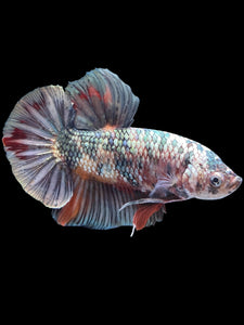GIANT Male Halfmoon Plakat - Candy Copper #1805 - Live Betta Fish