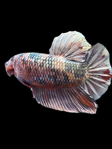 GIANT Male Halfmoon Plakat - Candy Copper #1805 - Live Betta Fish