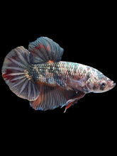 Load image into Gallery viewer, GIANT Male Halfmoon Plakat - Candy Copper #1805 - Live Betta Fish
