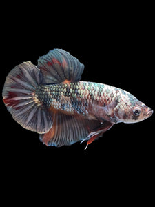 GIANT Male Halfmoon Plakat - Candy Copper #1805 - Live Betta Fish