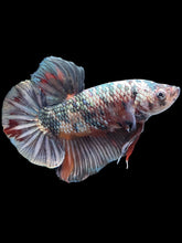 Load image into Gallery viewer, GIANT Male Halfmoon Plakat - Candy Copper #1805 - Live Betta Fish
