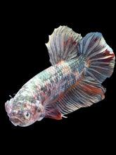 Load image into Gallery viewer, GIANT Male Halfmoon Plakat - Candy Copper #1805 - Live Betta Fish
