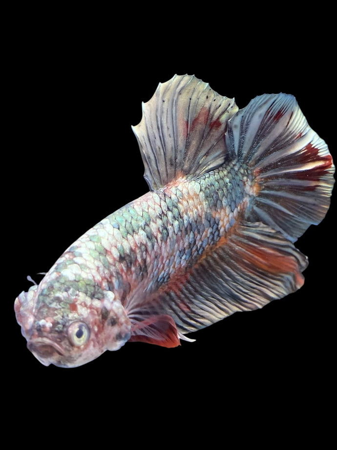 GIANT Male Halfmoon Plakat - Candy Copper #1805 - Live Betta Fish