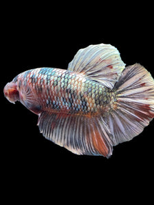 GIANT Male Halfmoon Plakat - Candy Copper #1805 - Live Betta Fish
