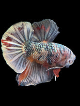Load image into Gallery viewer, GIANT Male Halfmoon Plakat - Candy Copper #1805 - Live Betta Fish
