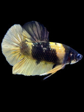 Load image into Gallery viewer, Male Halfmoon Plakat - Bumblebee Copper #1806 - Live Betta Fish
