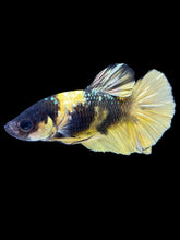 Load image into Gallery viewer, Male Halfmoon Plakat - Bumblebee Copper #1806 - Live Betta Fish

