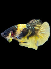 Load image into Gallery viewer, Male Halfmoon Plakat - Bumblebee Copper #1806 - Live Betta Fish

