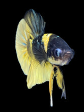 Load image into Gallery viewer, Male Halfmoon Plakat - Bumblebee Copper #1806 - Live Betta Fish
