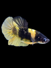 Load image into Gallery viewer, Male Halfmoon Plakat - Bumblebee Copper #1806 - Live Betta Fish
