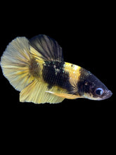 Load image into Gallery viewer, Male Halfmoon Plakat - Bumblebee Copper #1806 - Live Betta Fish
