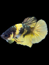 Load image into Gallery viewer, Male Halfmoon Plakat - Bumblebee Copper #1806 - Live Betta Fish
