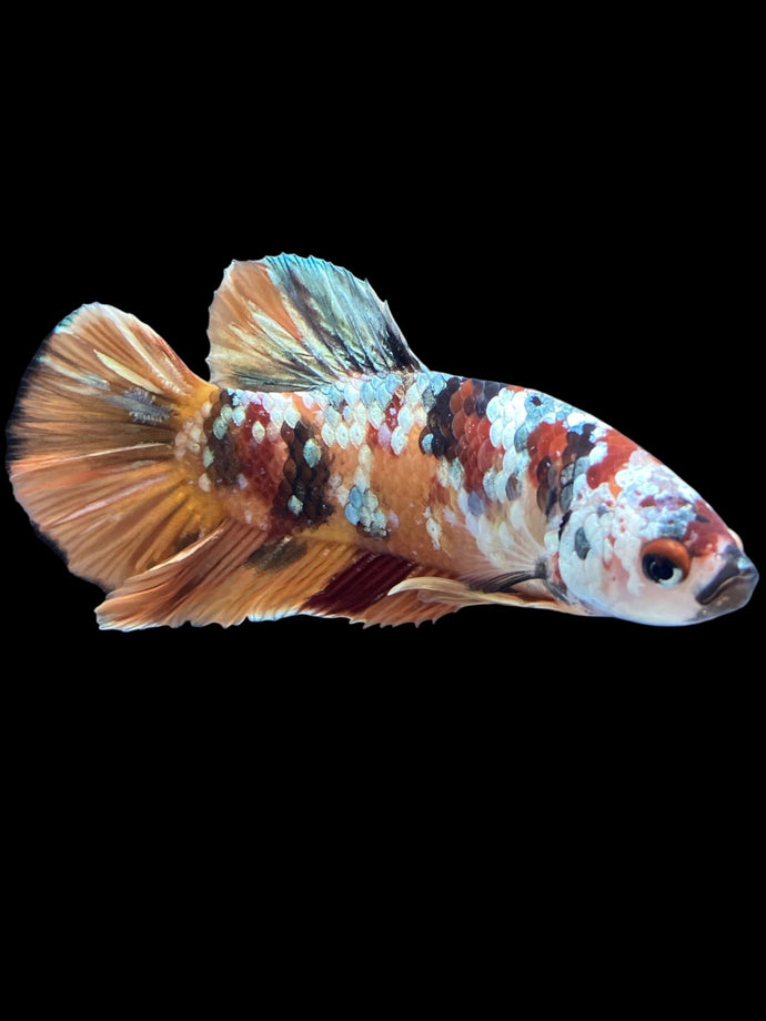 Male Halfmoon Plakat - Candy Copper #1807 - Live Betta Fish